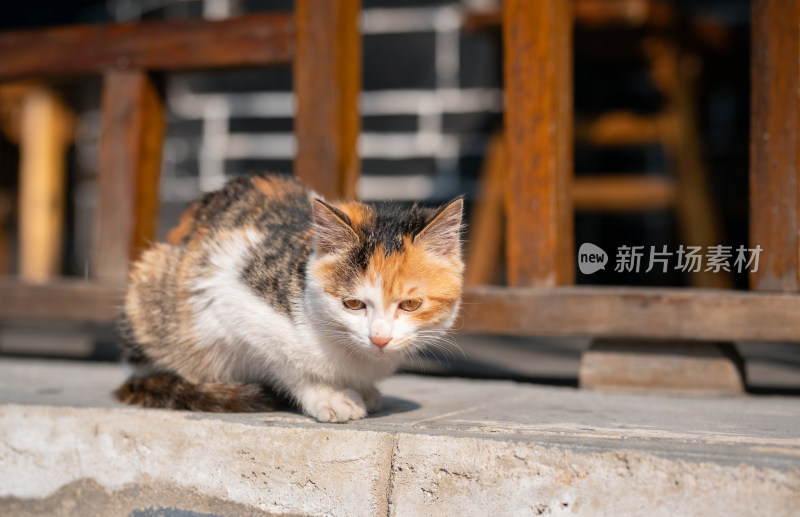 蹲坐的三色花猫