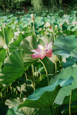 北京圆明园荷花