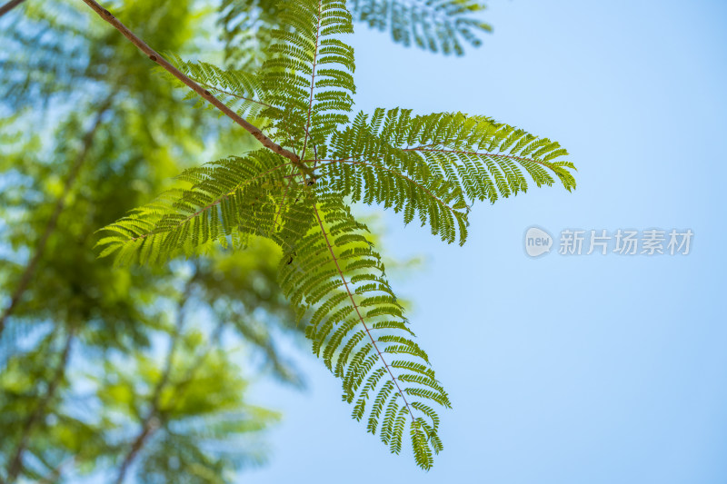 阳光下枝叶繁茂的树叶特写