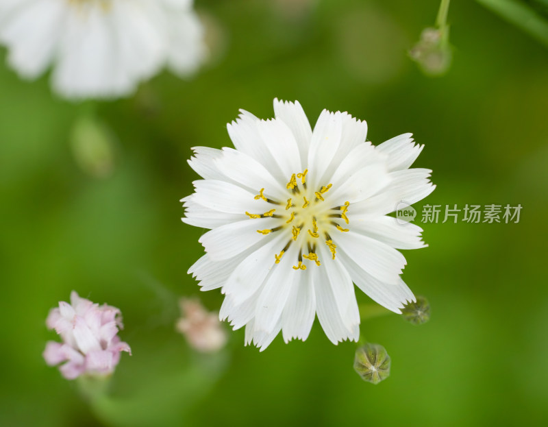 春天野外的中华苦荬菜开花