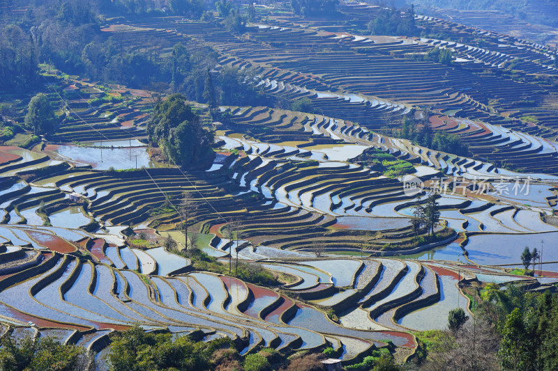 云南元阳梯田，灌水期，七彩梯田