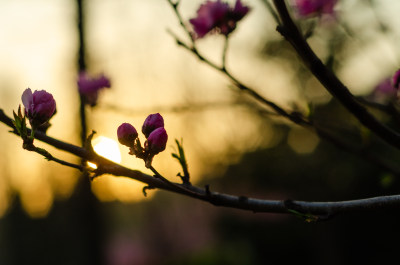 夕阳中将要盛开的红色玉兰花