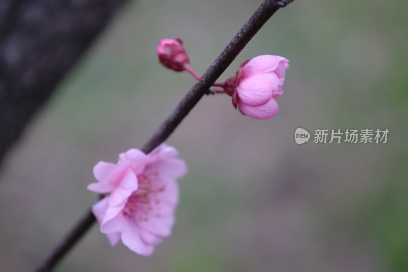 粉色梅花特写