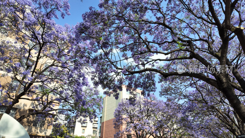 城市繁花