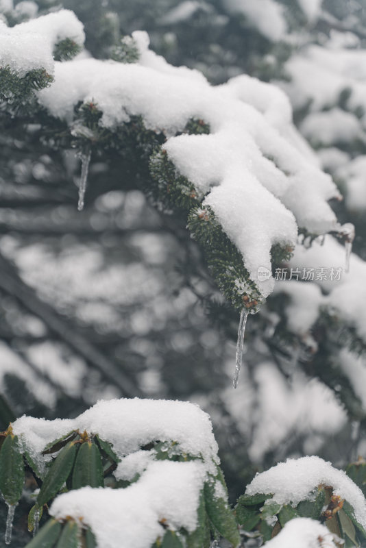 覆雪松树雾中景致