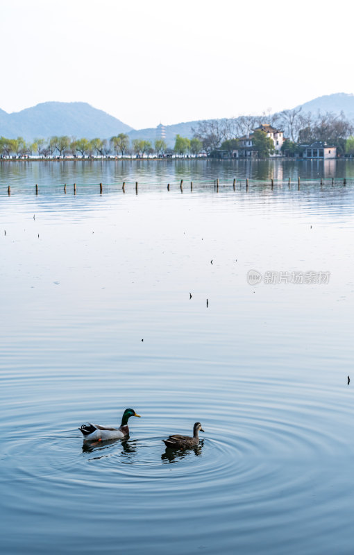 湖面双鸭游弋自然风光