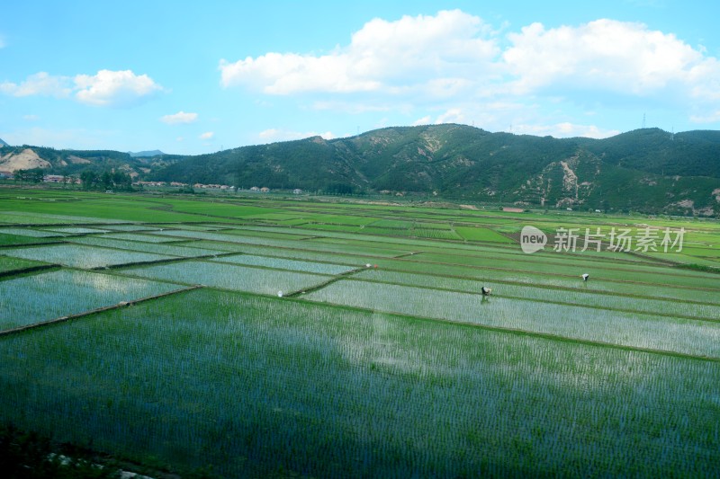 水稻 水稻田