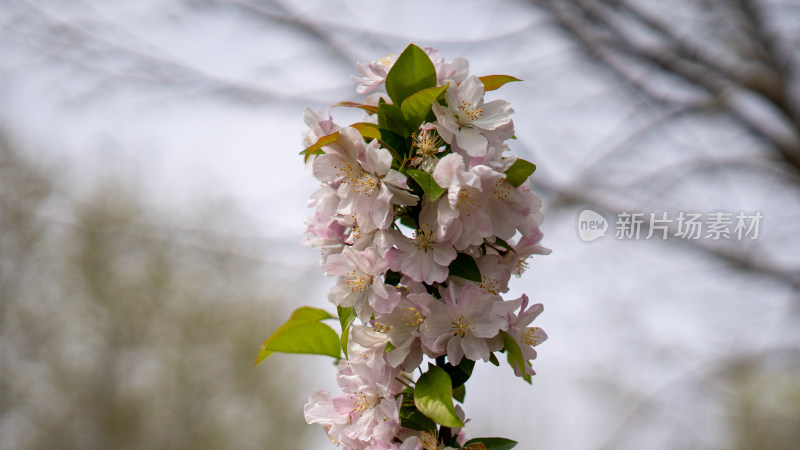 春季郊游赏花