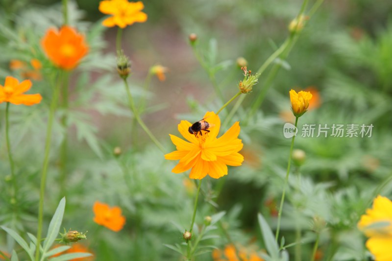 野菊花系列