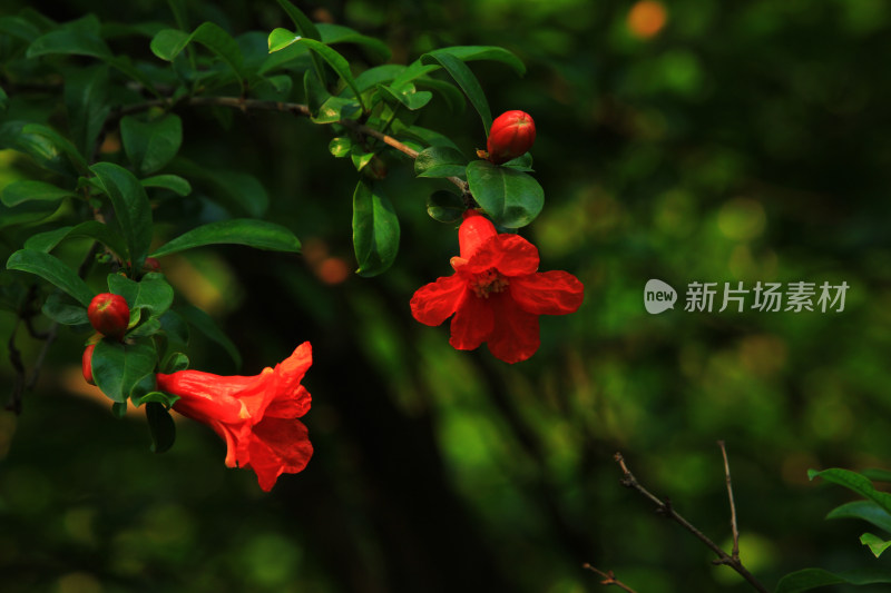 夏日盛开的石榴花