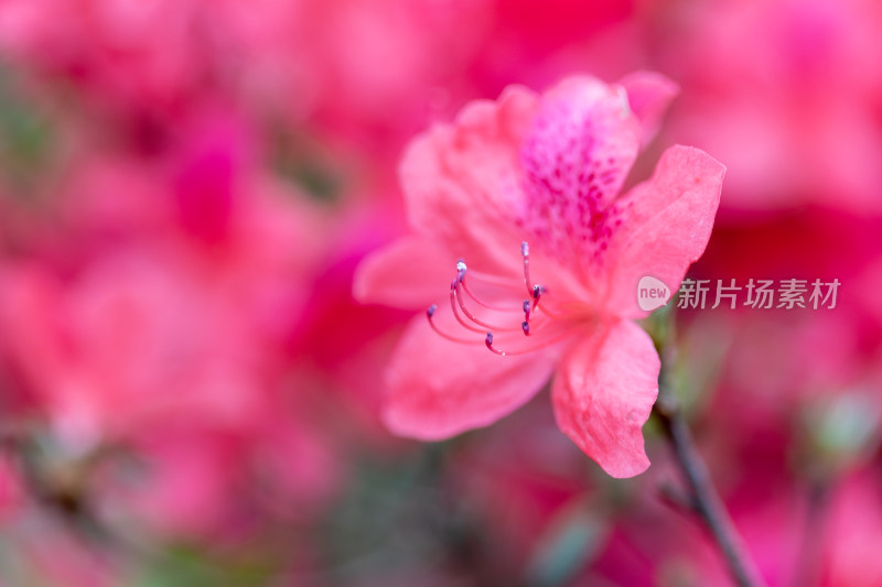 杜鹃花、映山红