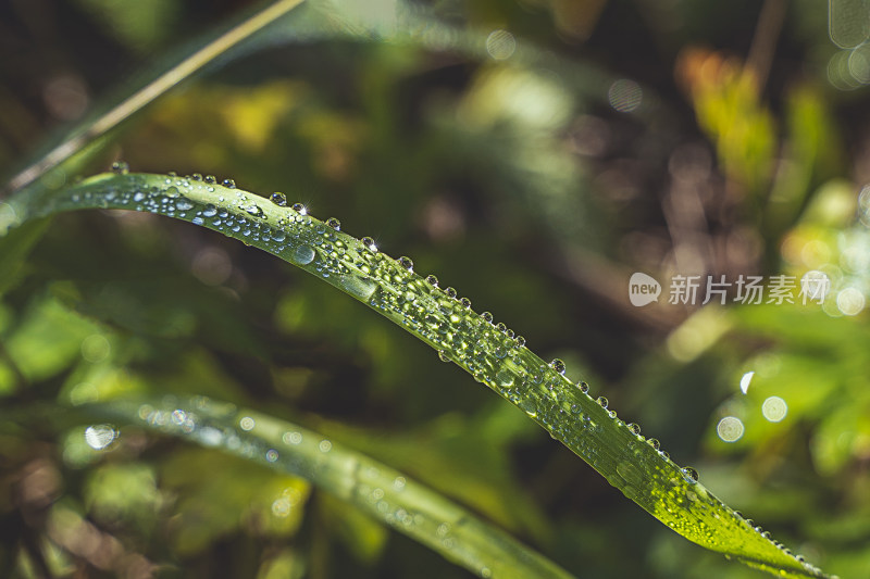 秋天户外沾满雨水的青草