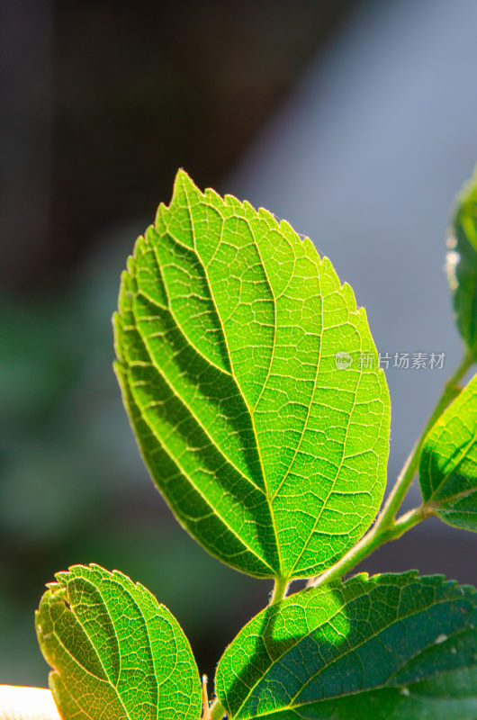 特写绿色植物叶片