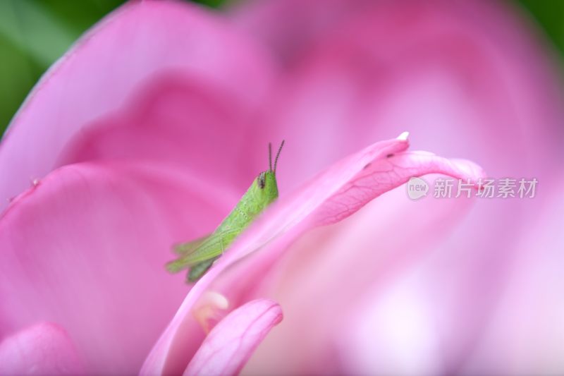 唯美荷花