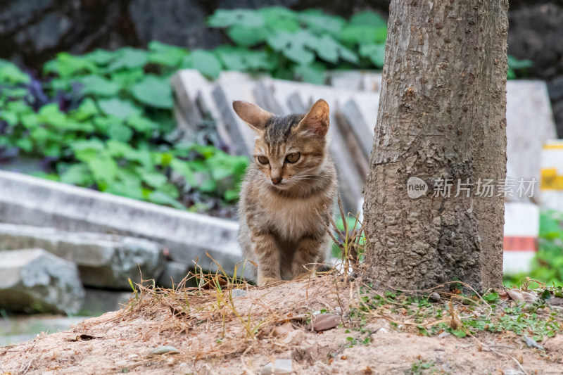 树下的小猫咪