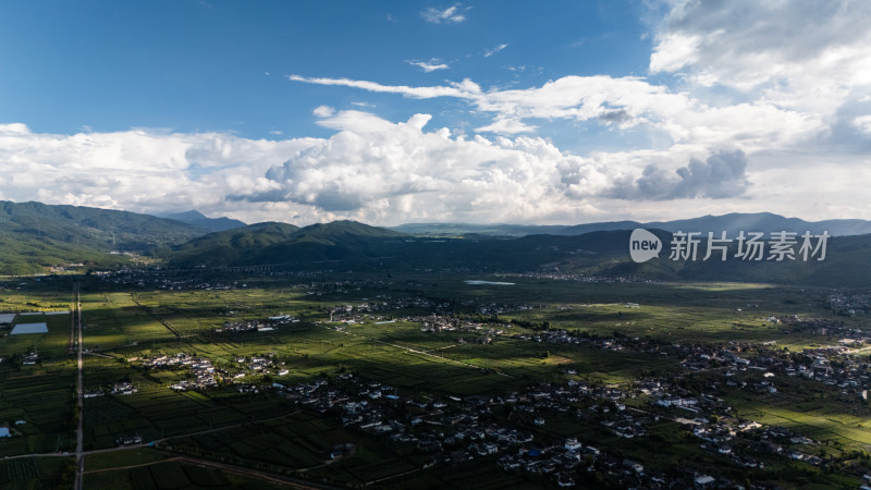 丽江拉市海湿地公园夏天的草地牛羊野鹤飞鸟