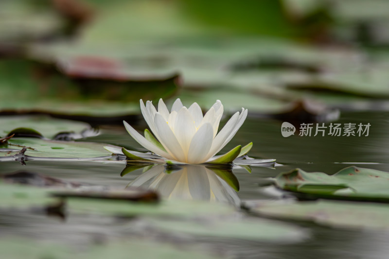 池塘中的荷花莲花