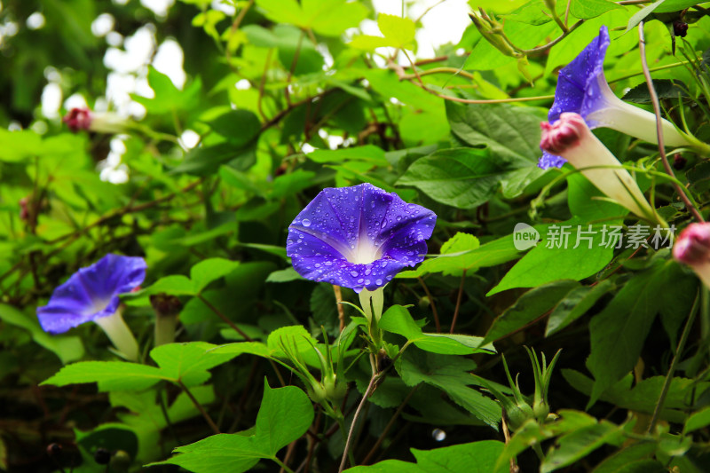 雨后牵牛花上的水珠