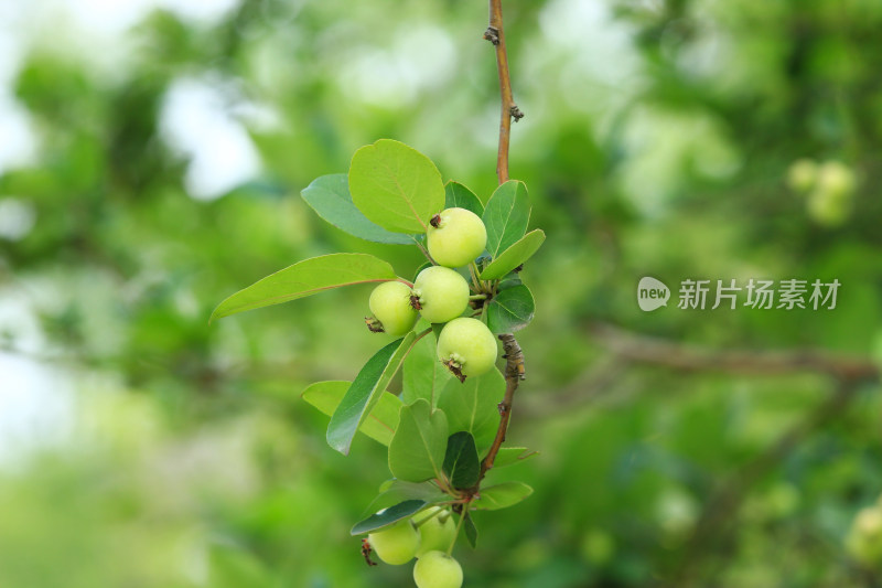 硕果累累的海棠果实挂满枝头