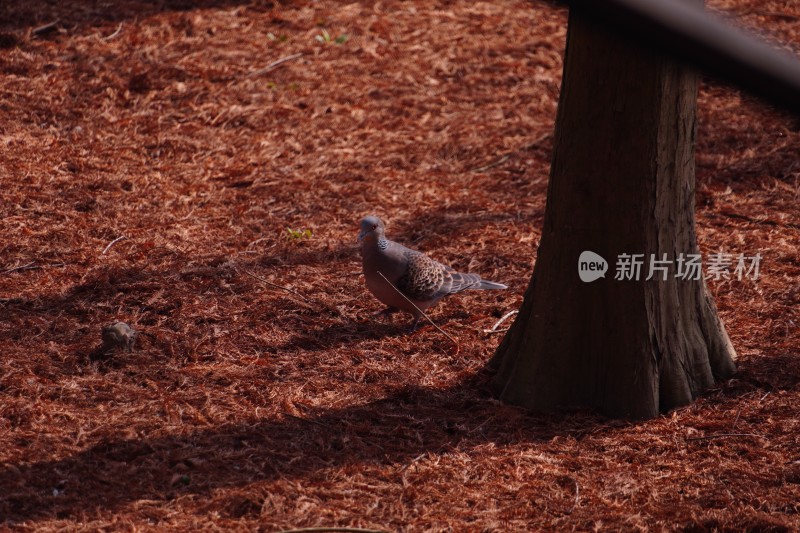 鸽子鸟类