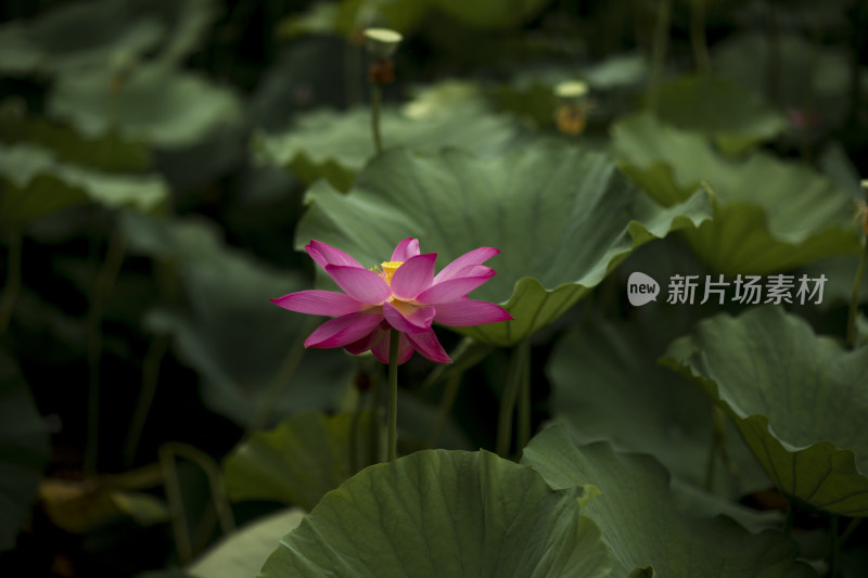 夏季公园荷塘荷叶丛中荷花特写