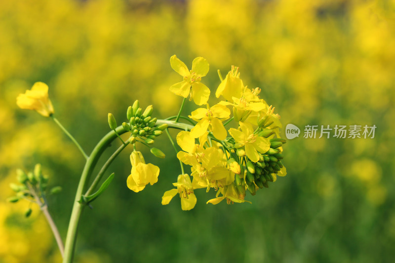 春天金黄的油菜花特写