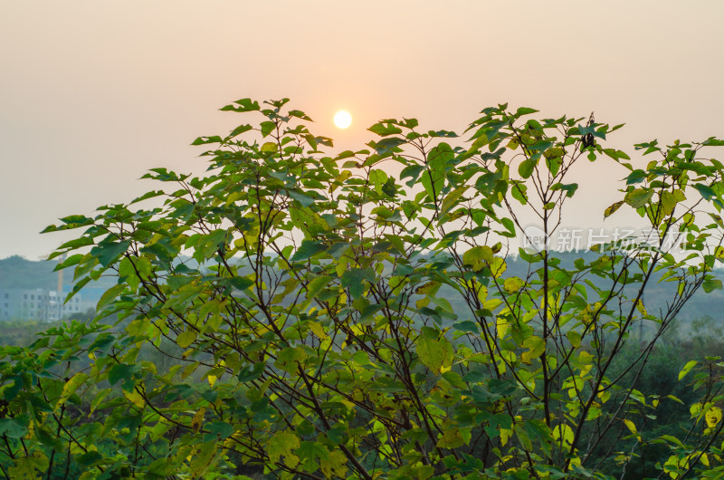 夕阳下的树枝