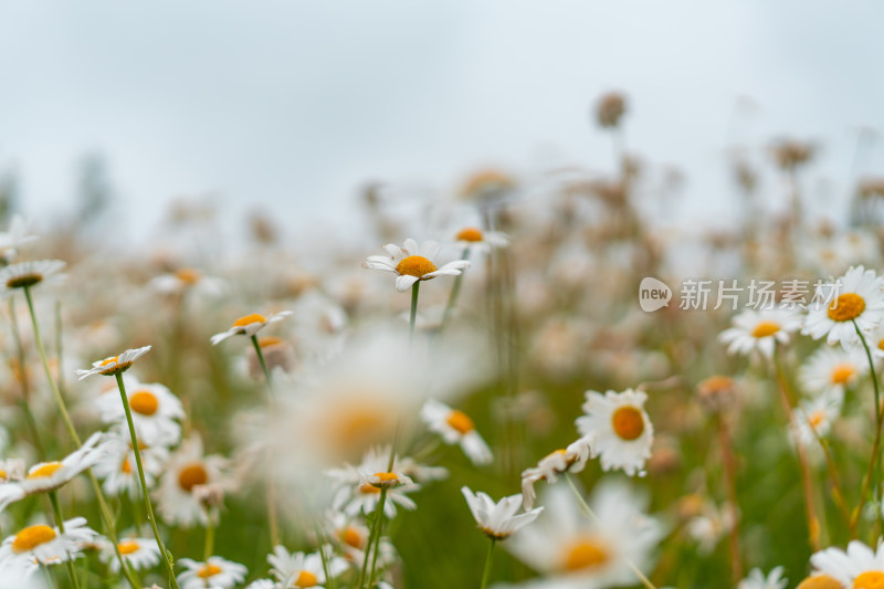 雨中小雏菊特写