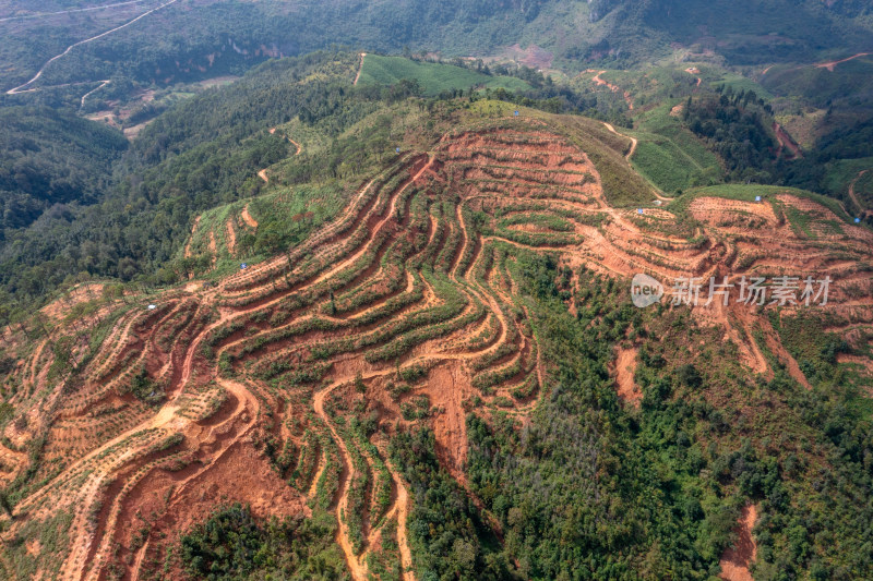 梯田上的绿色希望 仙人掌种植基地