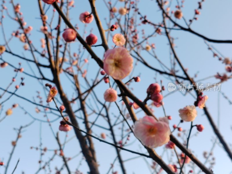 枝头绽放的梅花，蓝天映衬下的春日美景