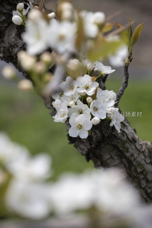 春天梨果园梨花盛开梨花枝头春意盎然