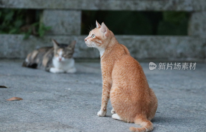 深圳凤凰山的流浪猫