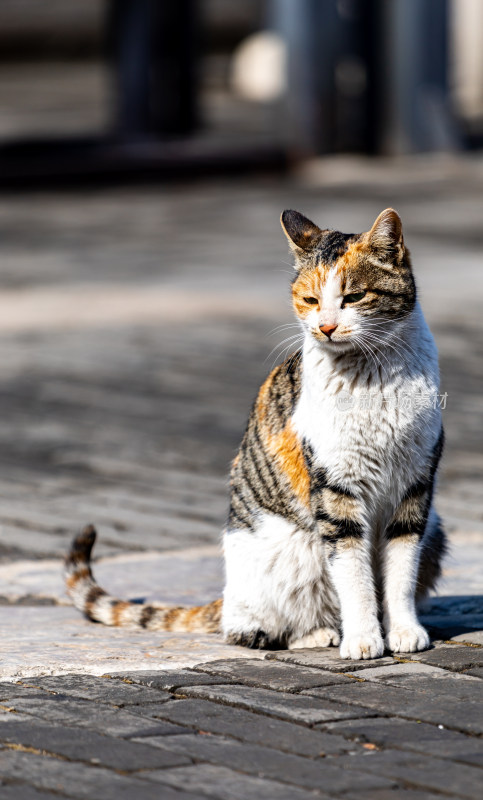 邹城孟府景区里的流浪猫特写镜头