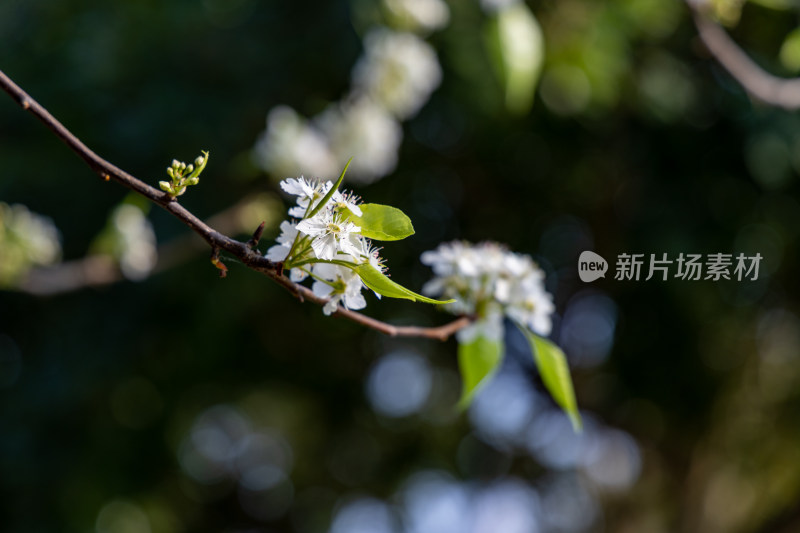 春天豆梨花