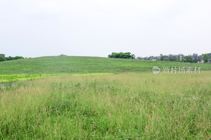 乡村绿色春天植物风景自然户外