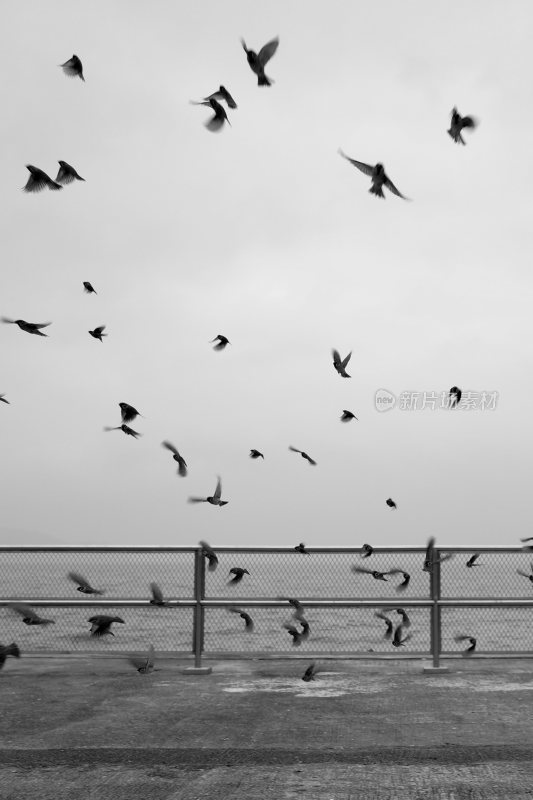 海边的鸟群