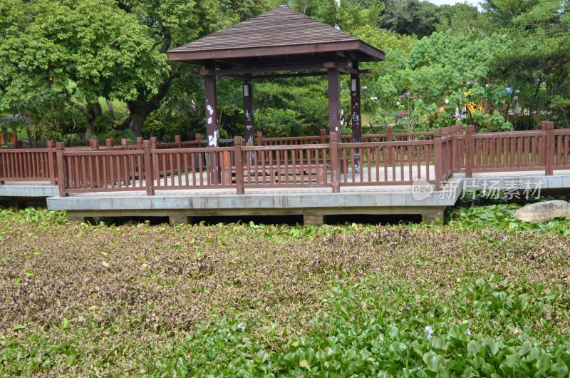 广东东莞：水浮莲