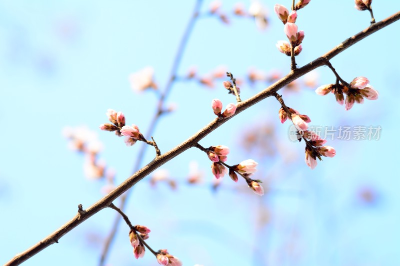 桃花花苞花蕊