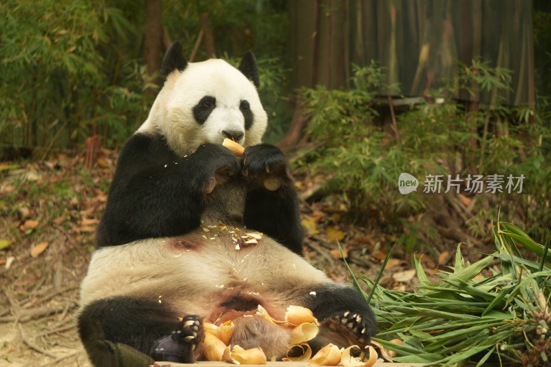 大熊猫萌萌采食画面