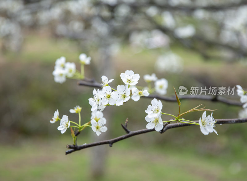 梨花绽放的时候