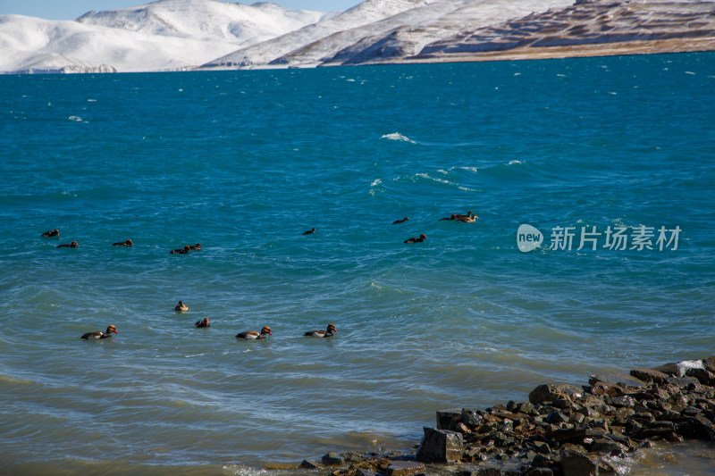 中国西藏羊卓雍措湖羊湖冬季雪景