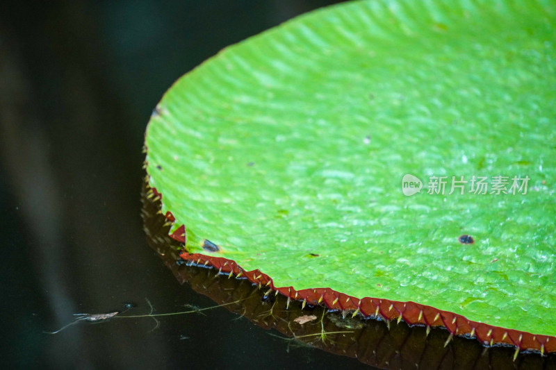 霸王莲花叶子荷花池植物园实拍