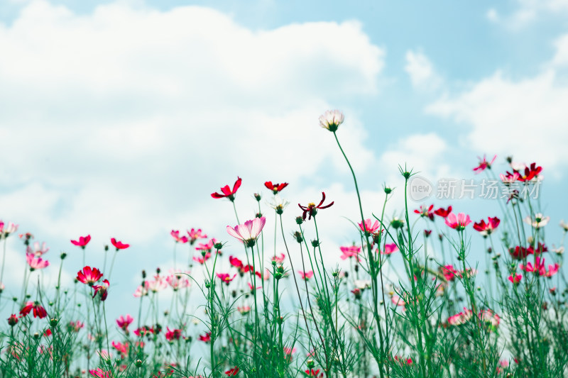 夏日格桑花