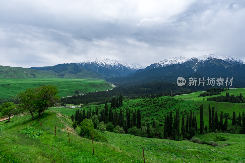 新疆伊犁恰西雪山森林草原风光