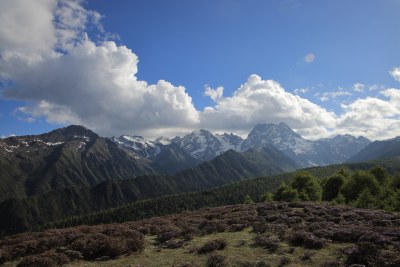 晴天的高原雪山树林鲜花