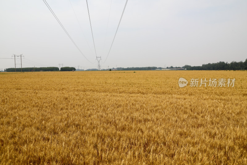 麦田麦子地成熟的小麦