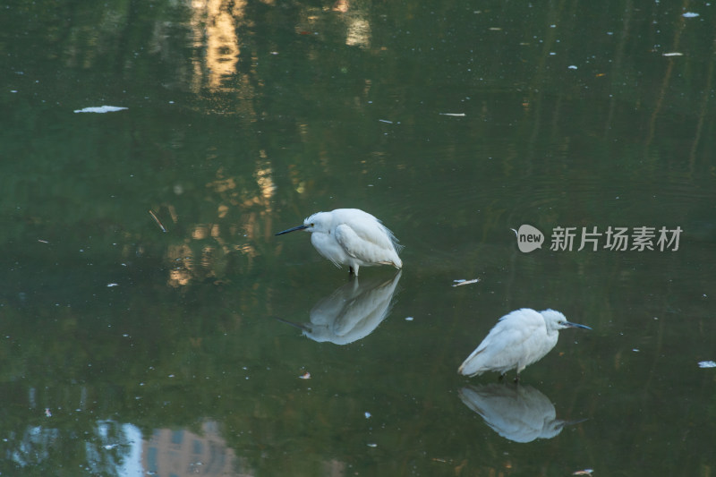 两只白鹭于水中觅食的场景