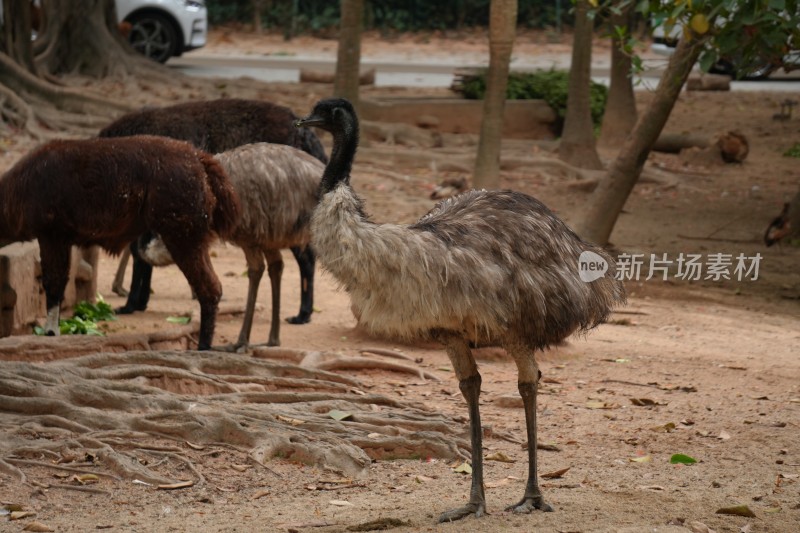 动物园中鸸鹋与羊驼共处