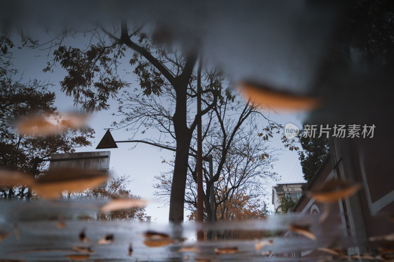 街道积水倒映树木落叶的秋景