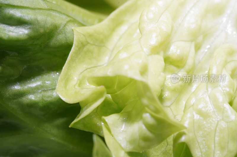 新鲜生菜特写